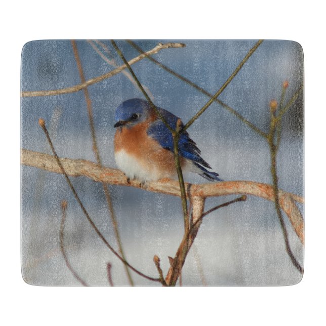 Winter Bluebird Nature  (Framsidan)
