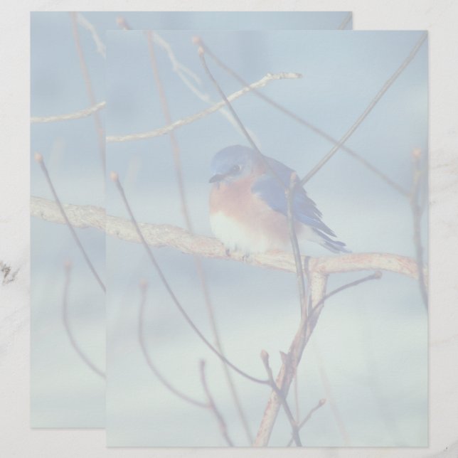 Winter Bluebird Nature Brevhuvud (Fram/baksida)