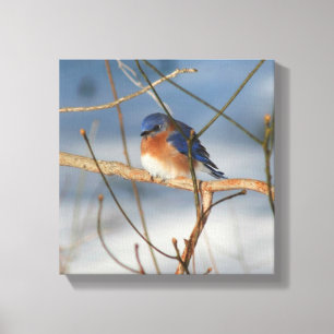 Winter Bluebird Nature Canvastryck