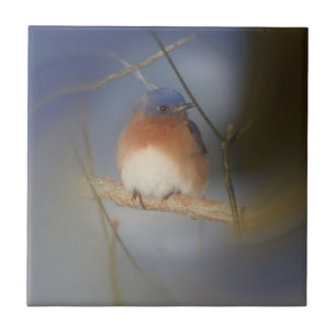 Winter Bluebird Nature Kakelplatta