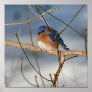 Winter Bluebird Poster
