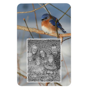 Winter Bluebird Ram Skapar ditt eget foto Magnet