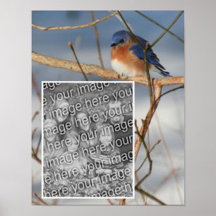 Winter Bluebird Ram Skapar ditt eget foto Poster