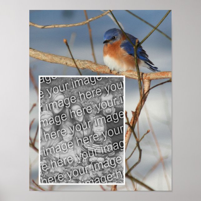 Winter Bluebird Ram Skapar ditt eget foto Poster (Framsidan)