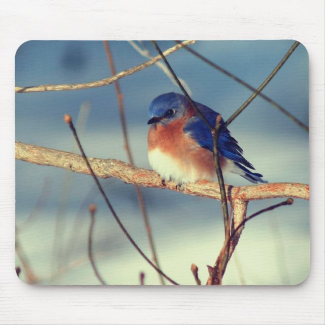 Winter Bluebird Wildlife Nature Musmatta (Framsidan)