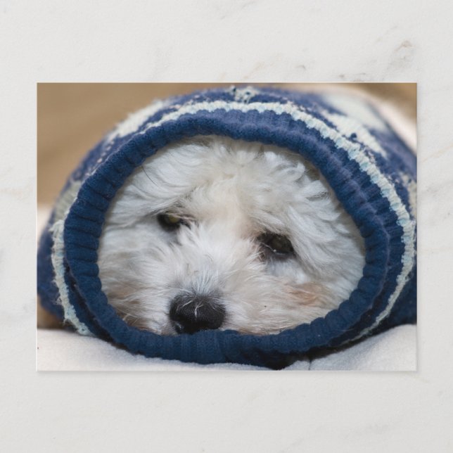 Winter Blues Puppy Vykort (Framsida)