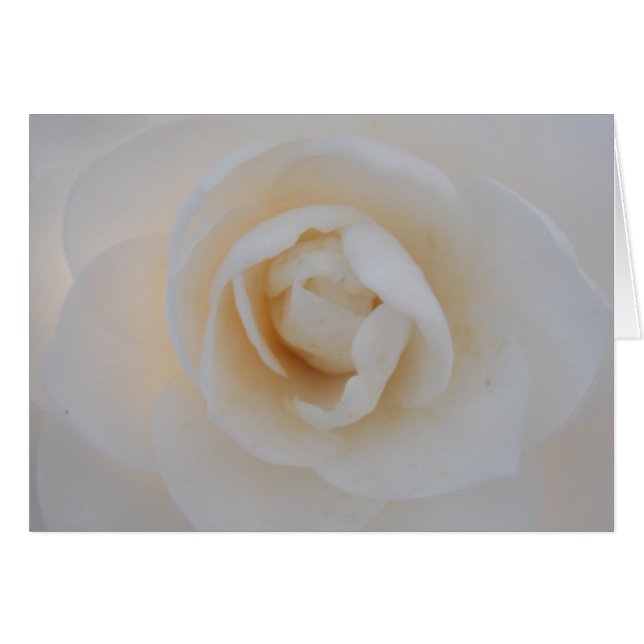 Winter Camellia Hälsningskort (Framsidan Horizontal)