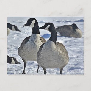 Winter Canada Goose Nature Photography Hunter Vykort