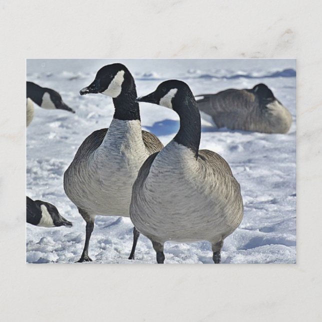 Winter Canada Goose Nature Photography Hunter Vykort (Framsida)
