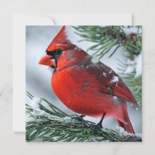 Winter Cardinal Red Bird Gräs jul Bröllop Tack Kort
