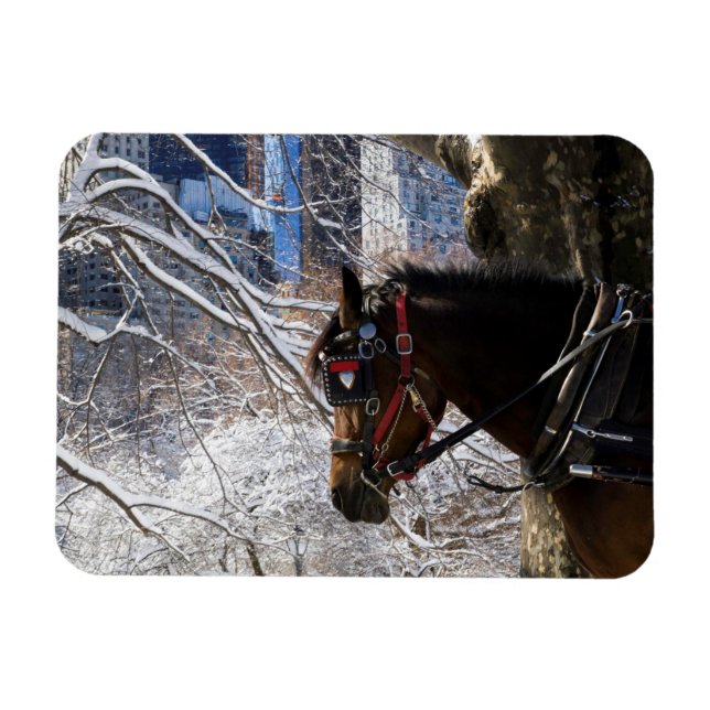 Winter Carriage Horse Magnet (Horisontell)