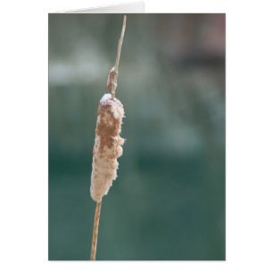 Winter Cattail Closeup Hälsningskort