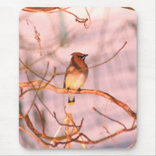 Winter Cedar Waxwing Wildlife Nature Musmatta