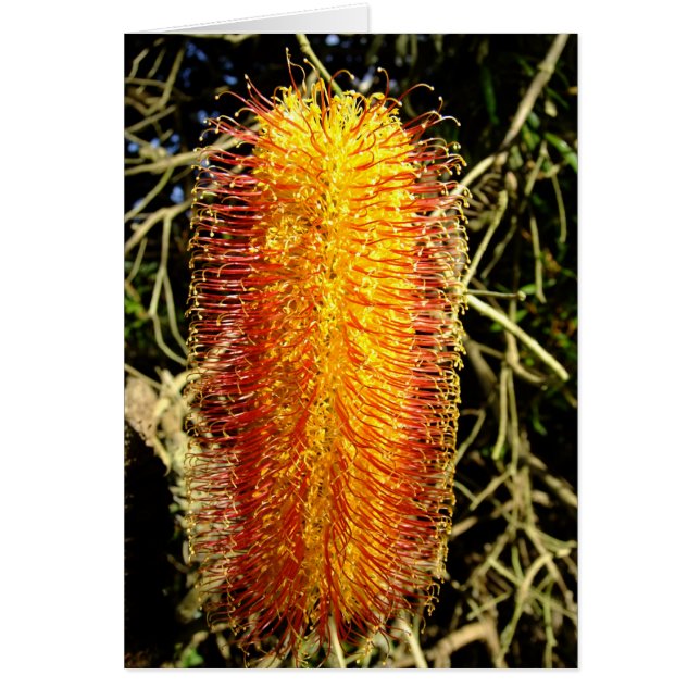 Winter Cheer Hälsningskort (Framsidan)