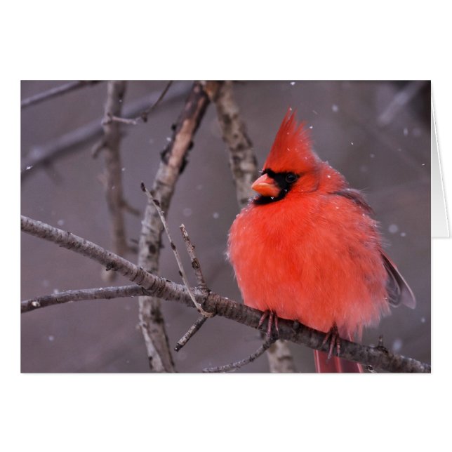 Winter Contemplation Hälsningskort (Framsidan Horizontal)