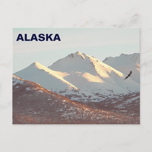 Winter Eagle Vykort (Framsida)