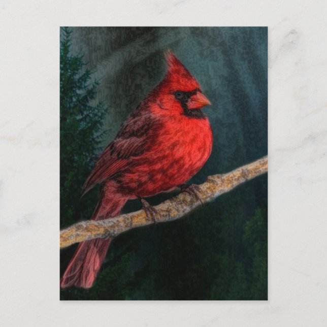 Winter Evergreen Primitive jul Red Cardinal Helg Vykort (Framsida)
