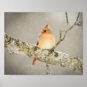 Winter Female Kardinal Bird Poster