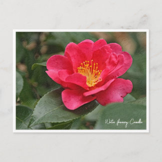 Winter flowering Camellia Vykort