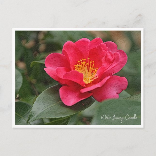 Winter flowering Camellia Vykort (Framsida)