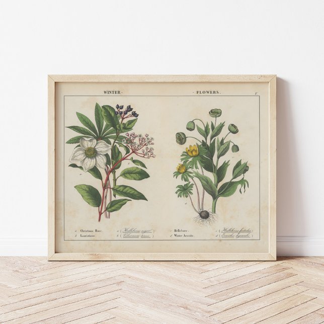 Winter Flowers | Charlotte Mary Yonge Poster (Skapare uppladdad)