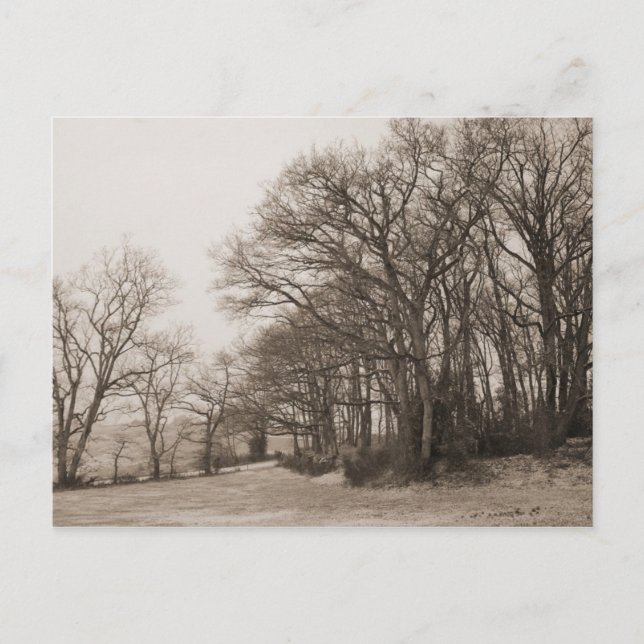 Winter Forest Vykort (Framsida)