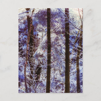 Winter Frosty Forest MorgSchweiz Vykort