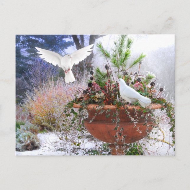 ’Winter Garden’ Vykort (Framsida)