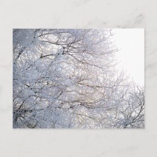 Winter God Snö Frosty Grenar Nature Vykort