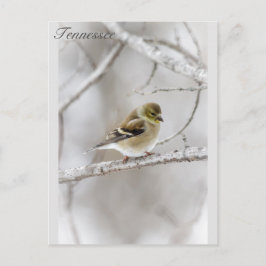 Winter Goldfinch Vykort