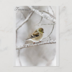 Winter Goldfinch Vykort