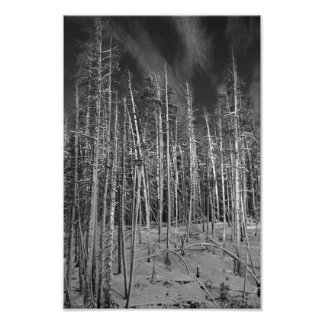 Winter Gräs i Yellowstone Fototryck