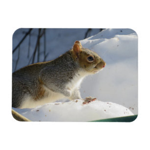 Winter Grått Squirrel Magnet