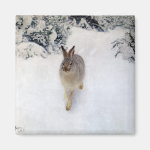Winter Hare (kanin), Bruno Liljefors Magnet