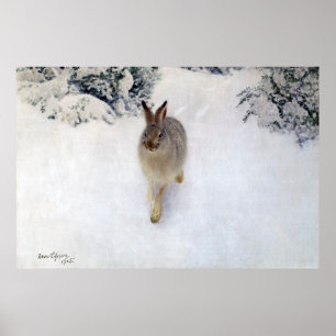 Winter Hare (kanin), Bruno Liljefors Poster