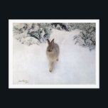 Winter Hare (kanin), Bruno Liljefors Vykort<br><div class="desc">Bruno Andreas Liljefors (14 maj 1860-18 december 1939) var svensk konstnär. Han är kanske bäst känd för sin natur och sina djurmotiv, särskilt i dramatiska situationer. Han var den viktigaste och förmodligen mest inflytelserika svenska naturvårdsmålaren i slutet av 1800- och 1900-talet i tidigt. Han ritade också några sekventiella bild-historier och...</div>