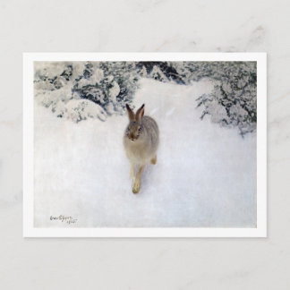 Winter Hare (kanin), Bruno Liljefors Vykort