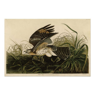 Winter Hawk, John James Audubon's Birds of America Fototryck