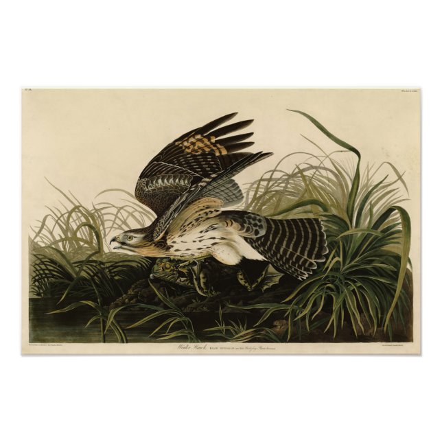 Winter Hawk, John James Audubon's Birds of America Fototryck (Framsidan)