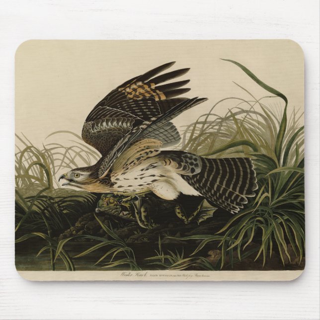 Winter Hawk, John James Audubon's Birds of America Musmatta (Framsidan)