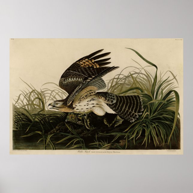 Winter Hawk, John James Audubon's Birds of America Poster (Framsidan)