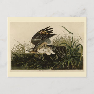 Winter Hawk, John James Audubon's Birds of America Vykort