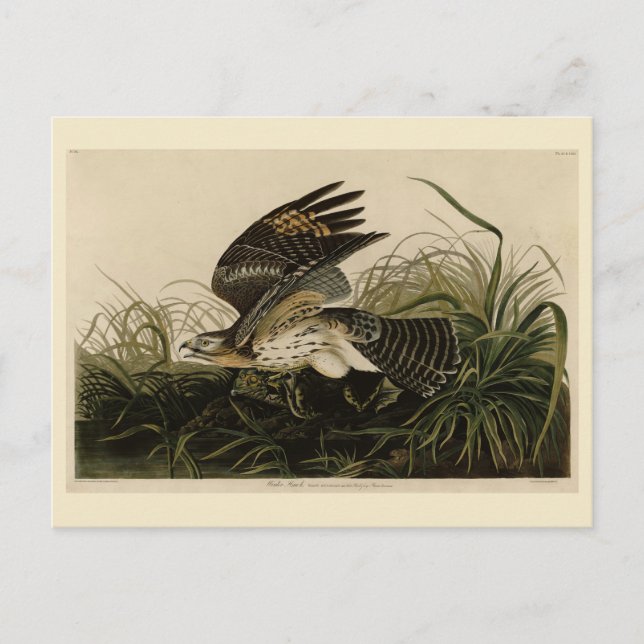 Winter Hawk, John James Audubon's Birds of America Vykort (Framsida)
