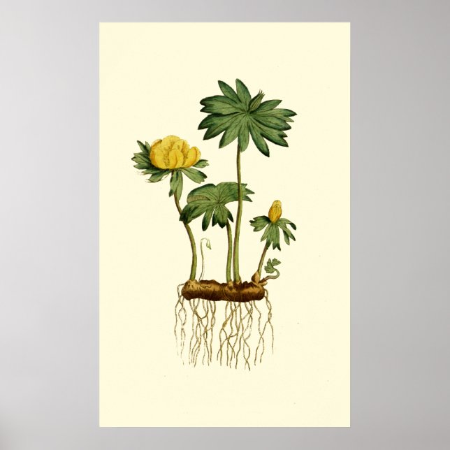 Winter Hellebore Flowers Poster (Framsidan)