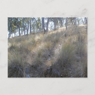 Winter hillside nära Livermore, CA Vykort