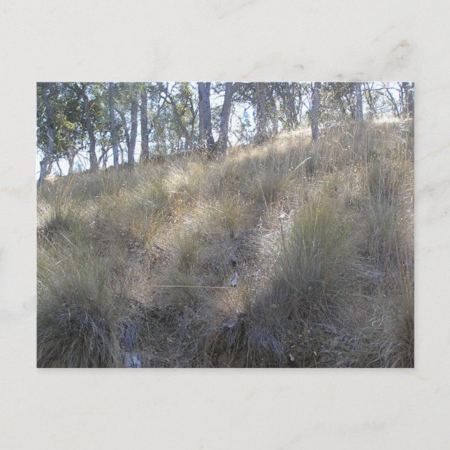 Winter hillside nära Livermore, CA Vykort (Framsida)