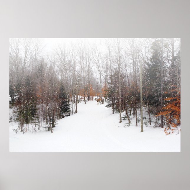 Winter Hjort Poster (Framsidan)