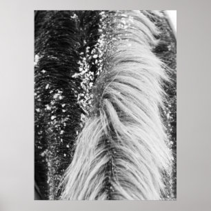 Winter Horse Mane med Snö Poster