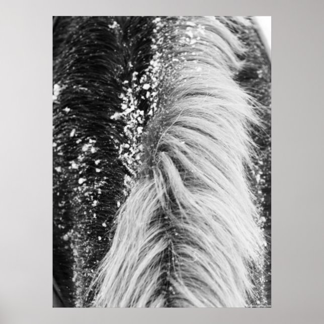 Winter Horse Mane med Snö Poster (Framsidan)