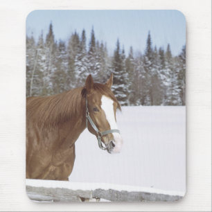 Winter Horse Musmatta